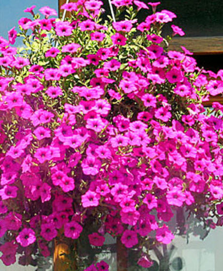 ชุดรวมไม้ดอกกระถางแขวน (UK-1) - 0.5 กรัม