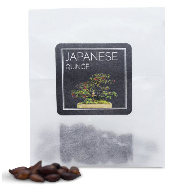 ควินซ์ญี่ปุ่น (Japanese Quince) / 10 เม็ด (UK)*