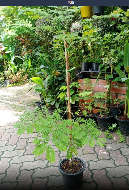 ต้นหางนกยูงไทย สีชมพู สูง 80-100 ซ.ม. กระถาง 10 นิ้ว / ต้น