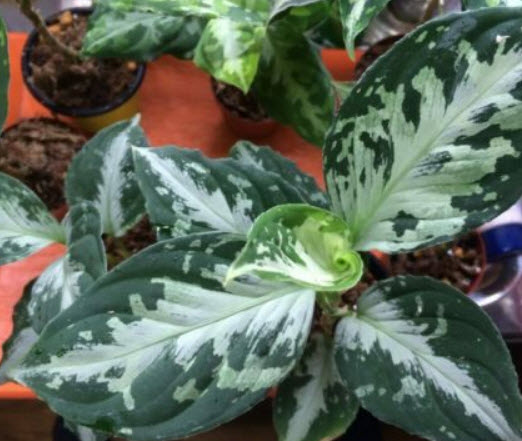 อโกลนีมา (Aglaonema) หรือเขียวหมื่นปี คละ / 50 เม็ด