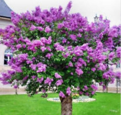 ไลแลค (Lilac) หรือซิริงก้า สีม่วง / 50 เม็ด
