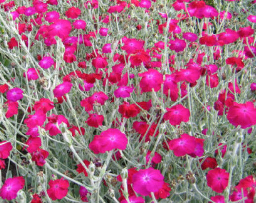 ลิชนิส (Lychnis / Rose Campion) / 1,100 เม็ด (UK)