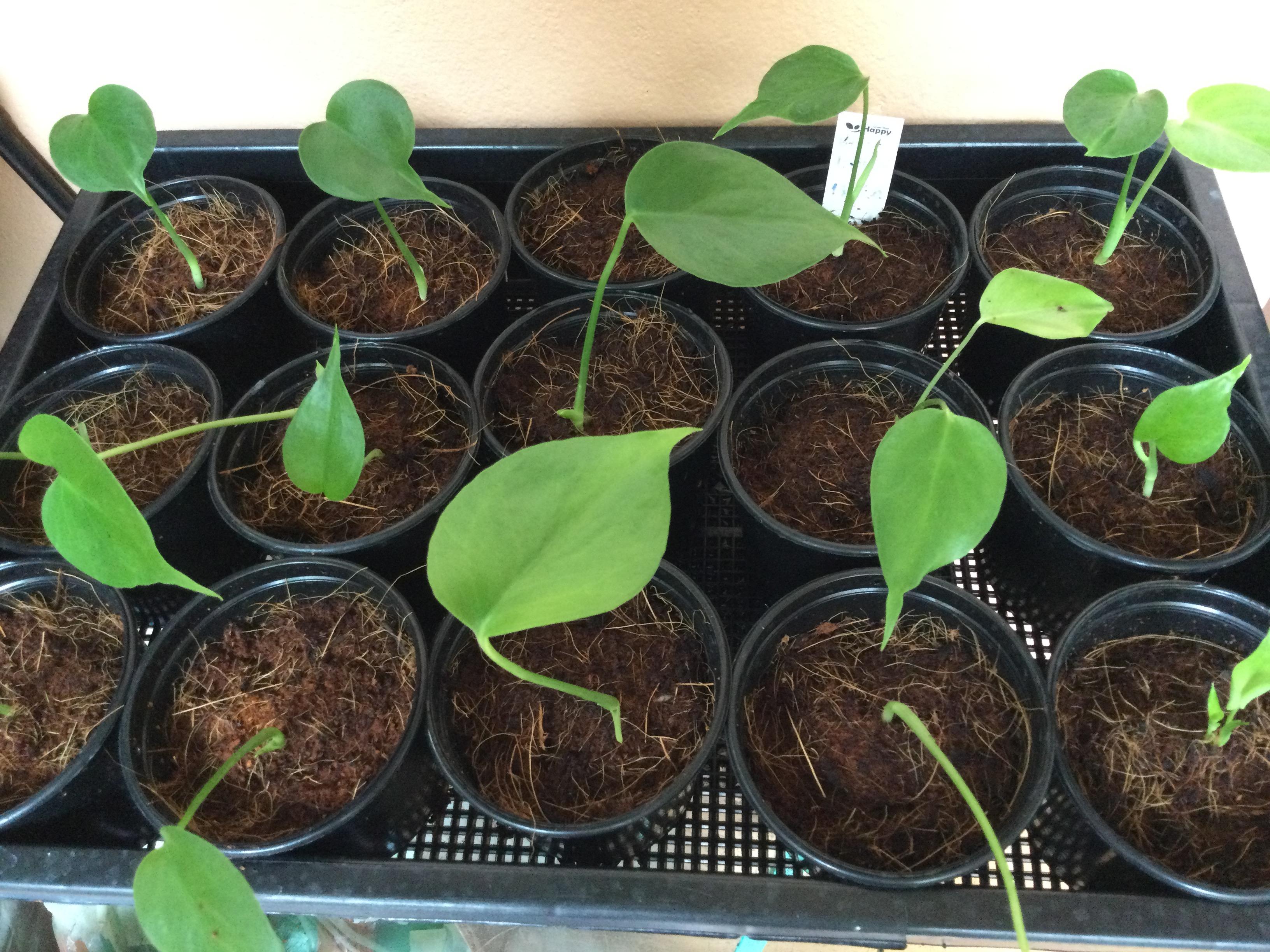 ต้นกล้ามอนสเตร่า ไจแอนท์ กระถาง 4 นิ้ว / ต้น*