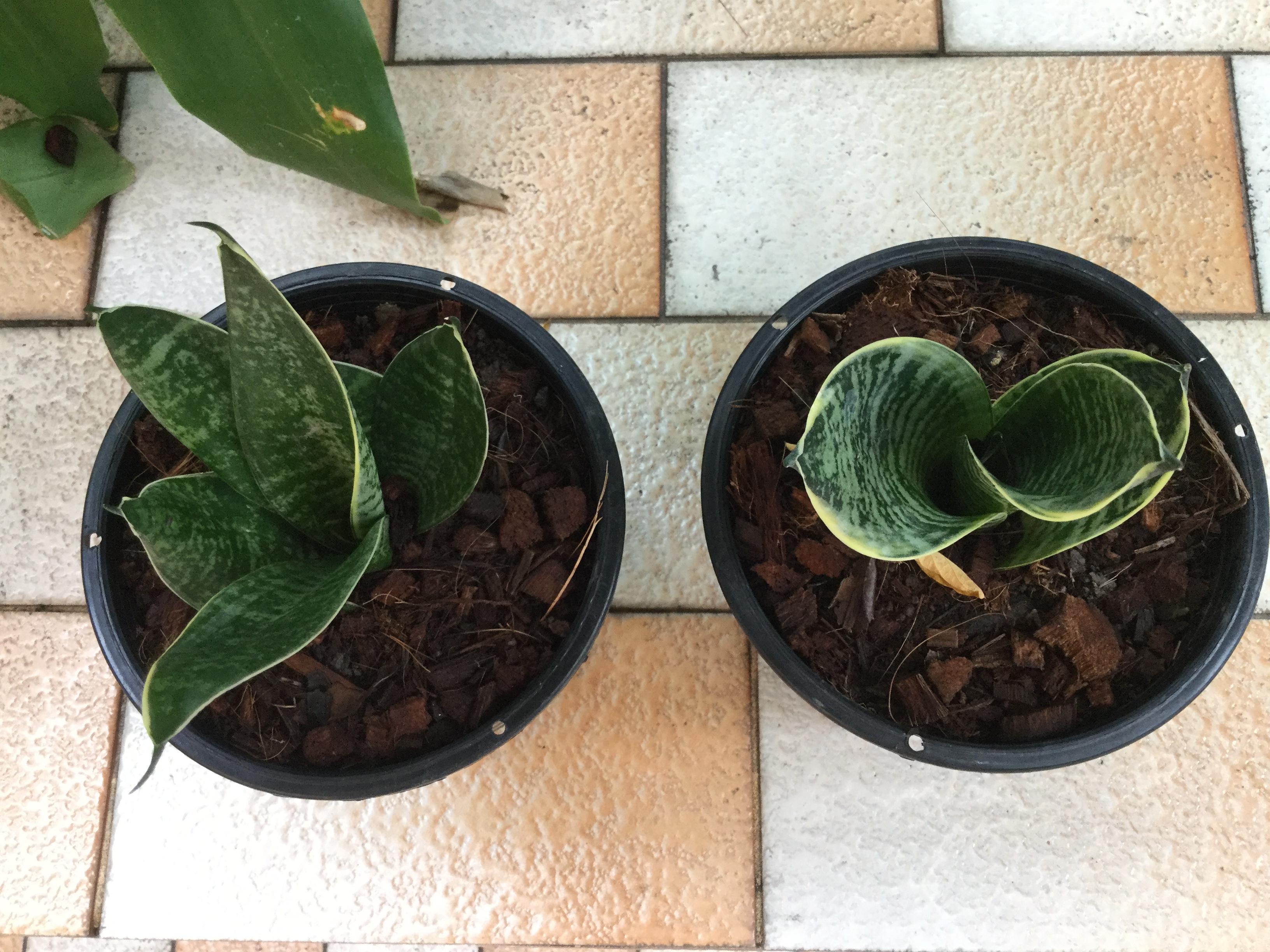 ต้นลิ้นมังกรแคระ ด่าง กระถาง 6 นิ้ว / ต้น