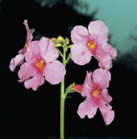 กล็อกซิเนีย หรือกุหลาบนางฟ้า (Gloxinia) คละ / 100 เม็ด (นอก)