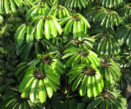 หนวดปลาหมึก (Schefflera actinophylla) / 10 เม็ด (Portugal)