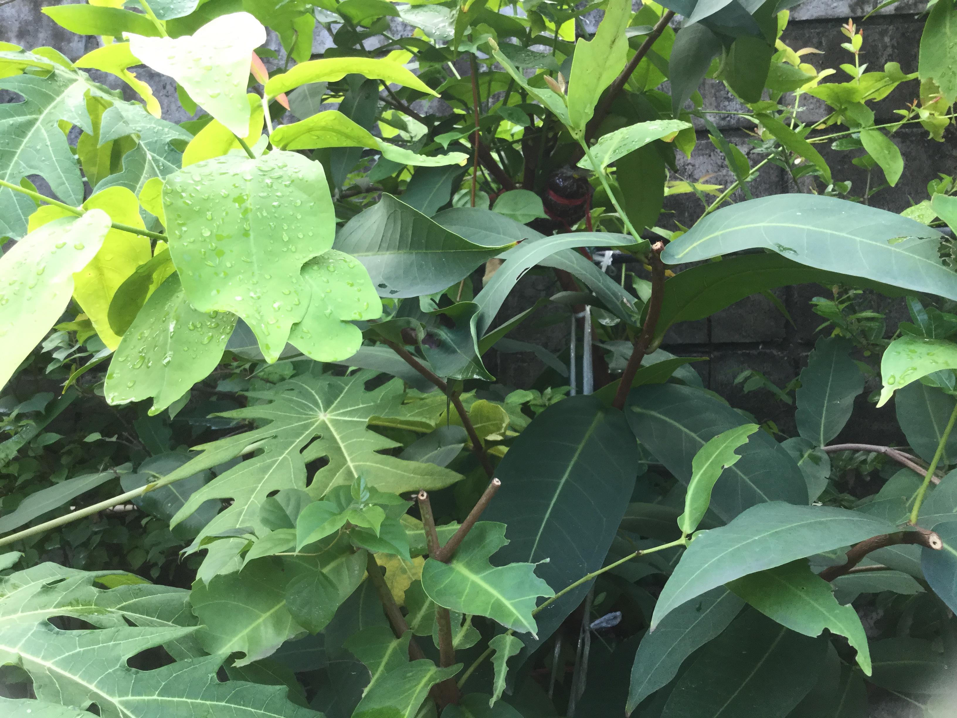 ต้นชมพู่หวานอินโด สูง 15-30 ซ.ม.