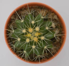 ต้นถังทอง (Echinocactus grusonii) กระถาง 2 นิ้ว / ต้น