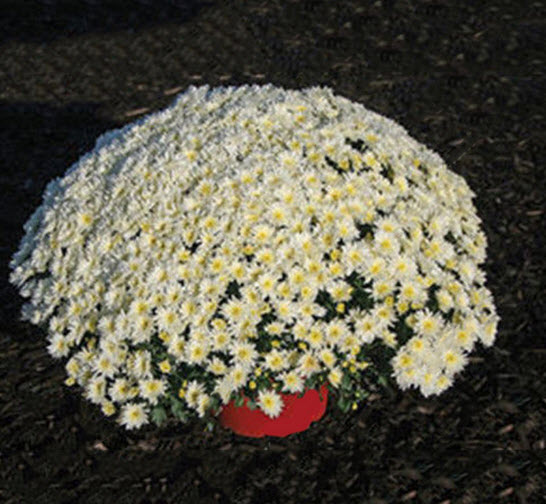 เบญจมาศคลุมดิน (Ground-cover Chrysanthemum) สีขาว / 100 เม็ด