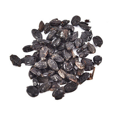 ไฮเดรนเยีย (Hydrangea) สตรอเบอรี่ / 20 เม็ด