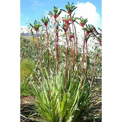 Red & Green Kangaroo Paw / 5 เม็ด (Australia)