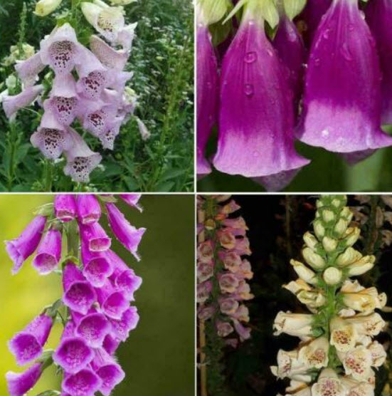 ดิจิทาลิส (Digitalis) คละ แพ็คใหญ่ / 13,000 เม็ด