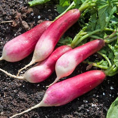 หัวไชเท้าแดง - French Breakfast แพ็คใหญ่ / 5,000 เม็ด (UK)