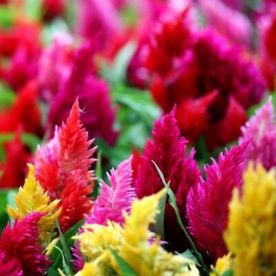 สร้อยไก่ (Plumed Cockscomb) คละ / 900 เม็ด (UK)