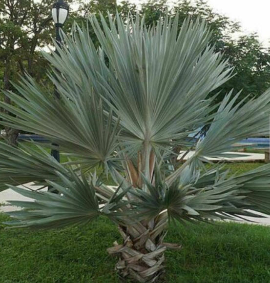 ปาล์มเม็กซิกันบลู (Mexican Blue Palm) / 2 เม็ด (Portugal)