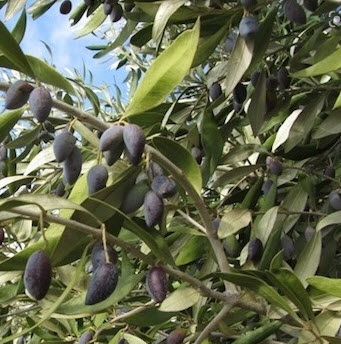 มะกอกคาลามาตา (Kalamata Greek Olive) หรือมะกอกดำ / 5 เม็ด (UK)