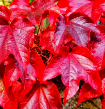 บอสตัน ไอวี่ (Boston Ivy) แดง / 50 เม็ด
