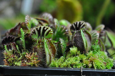 กระเป๋าจิงโจ้ (Cephalotus Follicularis) / 3 เม็ด (Israel)