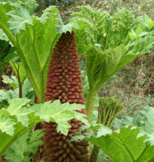 ไจแอนท์ รูห์บาบ (Giant rhubarb) / 20 เม็ด (France)*
