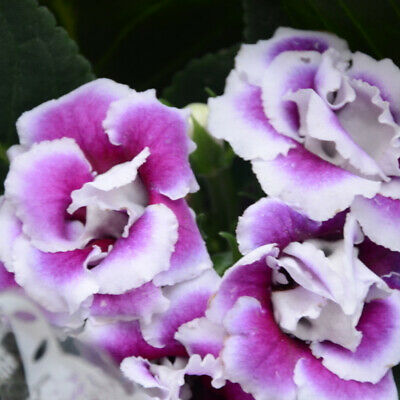 แอฟริกันไวโอเล็ต (African violet) สีม่วง / 100 เม็ด (นอก)