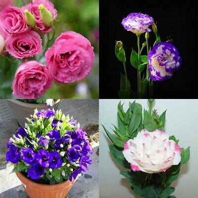 ไลซิแอนธัส (Lisianthus) คละ / 100 เม็ด