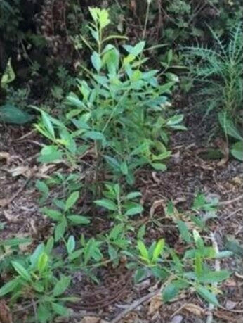 มาเต / มาชี / ชาบราซิล (Mate / Ilex paraguariensis) / 10 เม็ด (Spain)