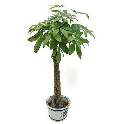 ศุภโชค หรือนุ่นน้ำ (Money tree) / 2 เม็ด