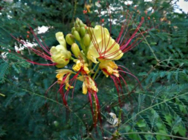 ต้นหางนกยูง ดอกสีเหลืองนวล เกสรแดง สูง 20-30 ซ.ม. / ต้น (Greece)