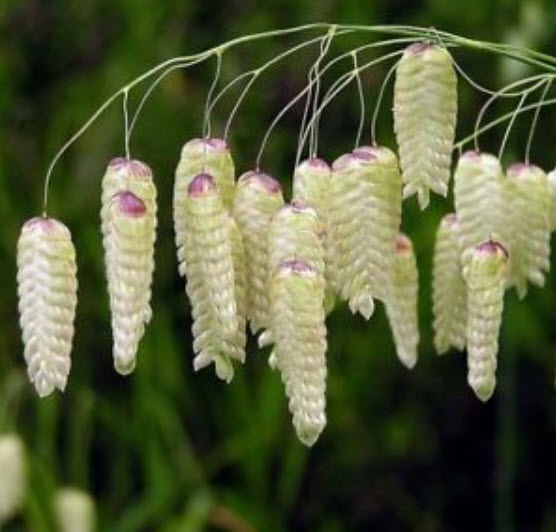 หญ้า Briza maxima / Greater Quaking grass / 250 เม็ด (Poland)