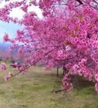 นางพญาเสือโคร่ง/ซากูระไทย (Wild Himalayan Cherry) / 10 เม็ด