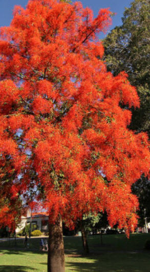 เพลิงภาณุ (Illawarra Flame Tree) / 5 เม็ด (Portugal)