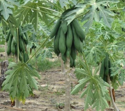 มะละกอแขกดำ ต้นเตี้ย / 100 เม็ด (ไทย)