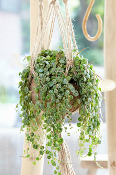 เปปเปอร์โรเมีย (Peperomia Prostrata) คละ / 50 เม็ด