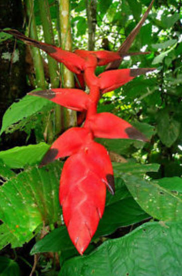 เฮลิโคเนีย ไนกริแพฟิคซา (Heliconia Nigriprafixa) สีแดง / 5 เม็ด (Israel)