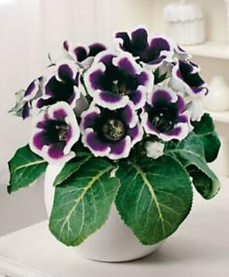 กล็อกซีเนีย (Gloxinia) คละ / 100 เม็ด (นอก)