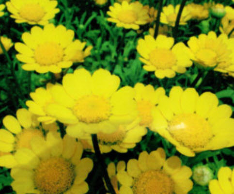 เดซี่ (Daisy) สีเหลือง / ซอง 50 เม็ด (A047)