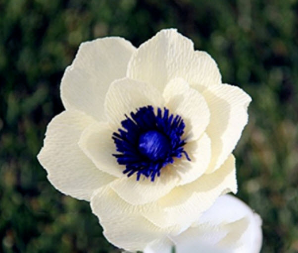 แอนนีโมนีญี่ปุ่น (Japanese Anemone) สีขาว / 25 เม็ด (Indonesia)
