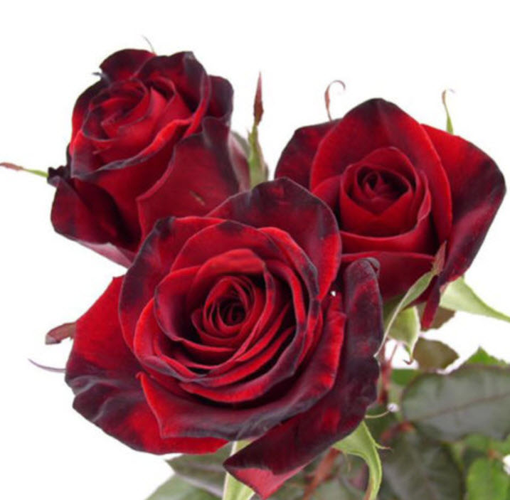 กุหลาบสีแดงเลือด (Blood Rose) / 20 เม็ด (China)