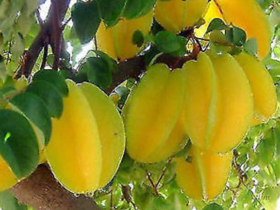 มะเฟือง (Carambola) / 50 เม็ด (นอก)