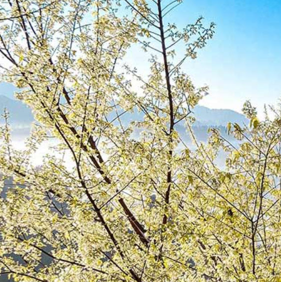 พญาเสือโคร่งขาว นางพญาเสือโคร่งดอกสีขาว / 20 เม็ด