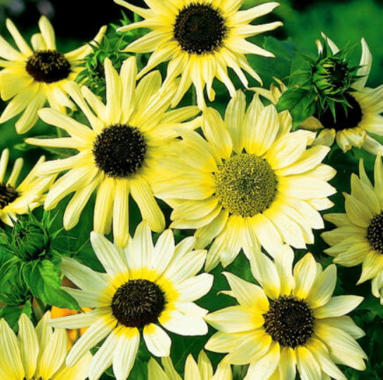 ทานตะวัน วนิลา ไอซ์ (Sunflower - Vanila Ice) / 60 เม็ด (UK)