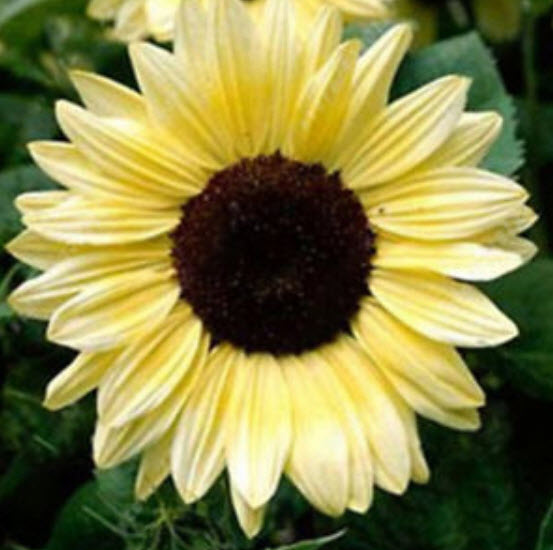 ทานตะวัน (Sunflower) คละ / 100 เม็ด