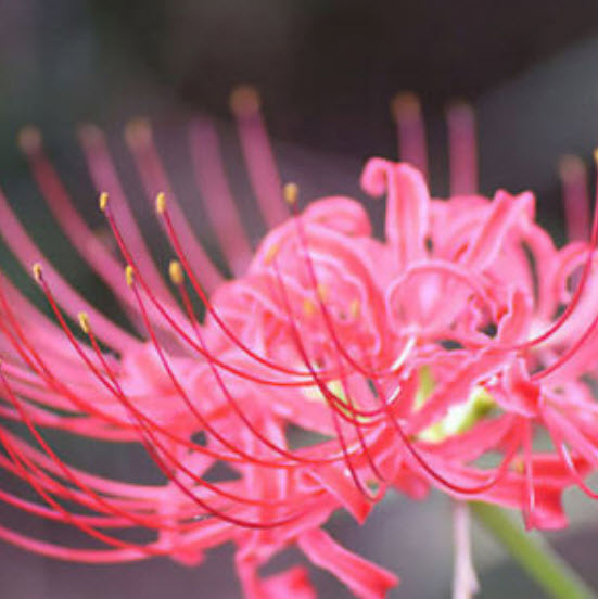 หัวว่านลิลี่แมงมุม (Spider Lily) สีชมพู / 3 หัว (นอก)