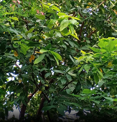 ต้นชมพู่หวานอินโด สูง 35-50 ซ.ม.