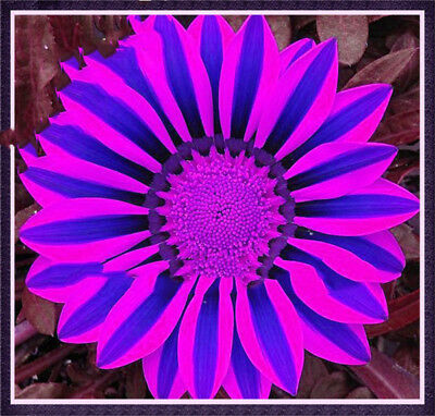 กาซาเนียแอฟริกา (Africa Gazania) คละ / 50 เม็ด