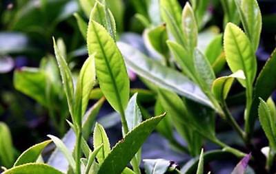 ชาเขียวจีน (Chinese Green tea) / 10 เม็ด (China)