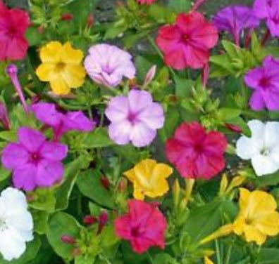 บานเย็น คละสี / 30 เม็ด (ไทย)