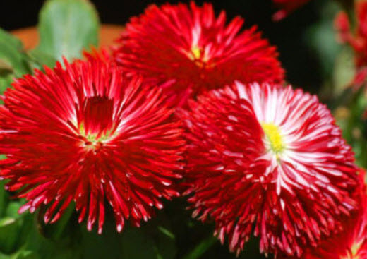 อิงลิช เดซี่ (English Daisy) สีแดง ดอกใหญ่ / 500 เม็ด (UK)