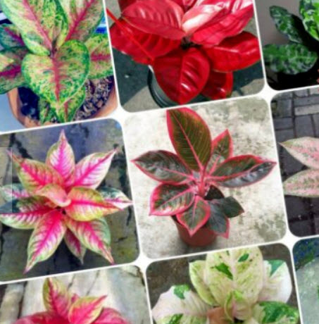 อโกลนีมา (Aglaonema) หรือเขียวหมื่นปี คละ / 50 เม็ด