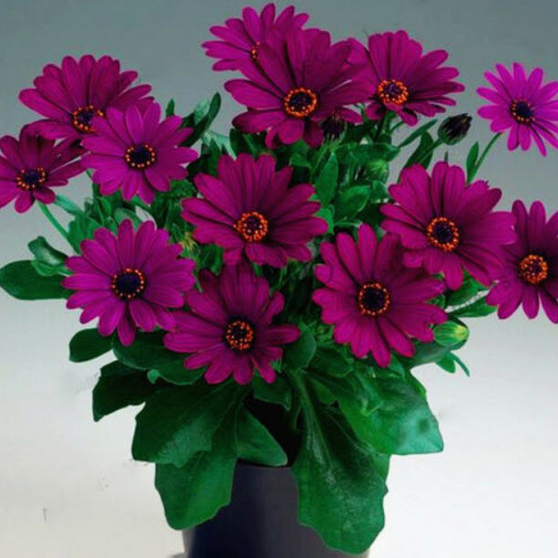 เดซีบอนไซ (Daisy bonsai) สีม่วงเข้ม / 50 เม็ด